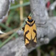 Oecophoridae provisional species 8 at Jerrabomberra, NSW - 20 Oct 2018 by Wandiyali