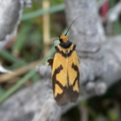 Oecophoridae provisional species 8 at QPRC LGA - 19 Oct 2018 by Wandiyali