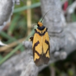 Oecophoridae provisional species 8 at Jerrabomberra, NSW - 20 Oct 2018