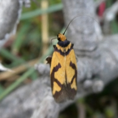 Oecophoridae provisional species 8 at QPRC LGA - 19 Oct 2018 by Wandiyali