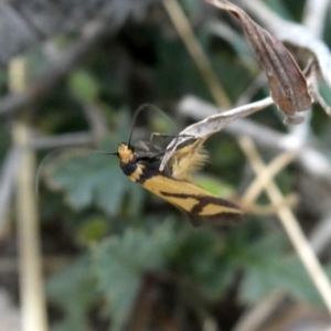 Oecophoridae provisional species 8 at Jerrabomberra, NSW - 20 Oct 2018 05:46 AM