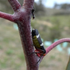 Eurymeloides pulchra (Gumtree hopper) at Jerrabomberra, NSW - 19 Oct 2018 by Wandiyali