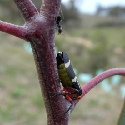 Eurymeloides pulchra (Gumtree hopper) at Wandiyali-Environa Conservation Area - 19 Oct 2018 by Wandiyali