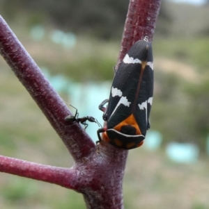 Eurymeloides pulchra at Jerrabomberra, NSW - 20 Oct 2018