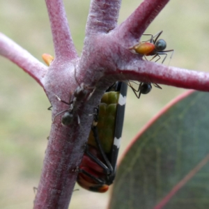 Eurymeloides pulchra at Jerrabomberra, NSW - 20 Oct 2018