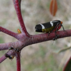 Eurymeloides pulchra at Jerrabomberra, NSW - 20 Oct 2018