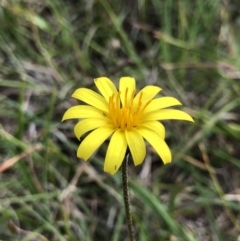 Microseris walteri (Yam Daisy, Murnong) at Hall, ACT - 19 Oct 2018 by AaronClausen