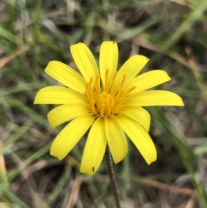 Microseris walteri at Hall, ACT - 20 Oct 2018 09:35 AM