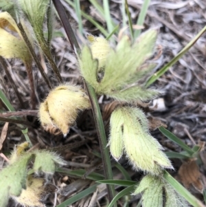 Ranunculus lappaceus at Hall, ACT - 20 Oct 2018