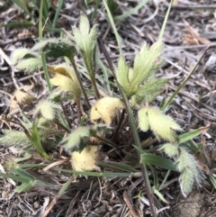 Ranunculus lappaceus at Hall, ACT - 20 Oct 2018