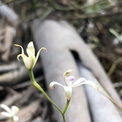 Caladenia ustulata (Brown Caps) at Crace, ACT - 19 Oct 2018 by AaronClausen