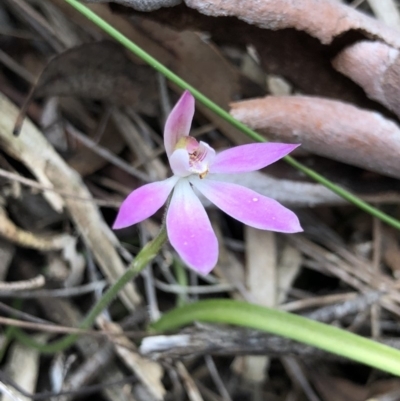 Caladenia carnea (Pink Fingers) at Crace, ACT - 19 Oct 2018 by AaronClausen