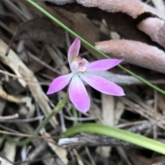 Caladenia carnea (Pink Fingers) at Gungaderra Grasslands - 19 Oct 2018 by AaronClausen