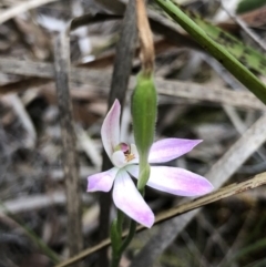 Caladenia carnea (Pink Fingers) at Crace, ACT - 19 Oct 2018 by AaronClausen