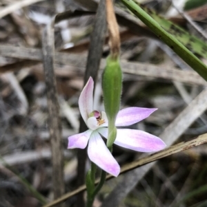 Caladenia carnea at Crace, ACT - 20 Oct 2018