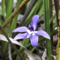 Glossodia major (Wax Lip Orchid) at Crace, ACT - 20 Oct 2018 by AaronClausen