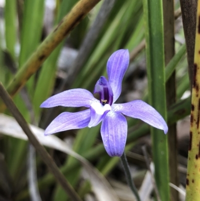 Glossodia major (Wax Lip Orchid) at Crace, ACT - 19 Oct 2018 by AaronClausen
