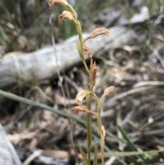 Bunochilus sp. (Leafy Greenhood) at Gungaderra Grasslands - 19 Oct 2018 by AaronClausen
