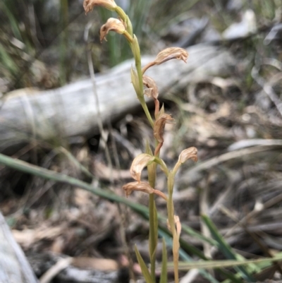 Bunochilus sp. (Leafy Greenhood) at Gungaderra Grasslands - 19 Oct 2018 by AaronClausen