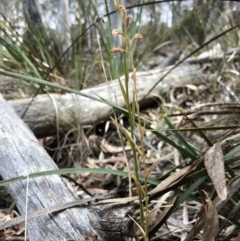 Bunochilus sp. at Crace, ACT - suppressed