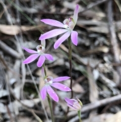 Caladenia carnea (Pink Fingers) at Crace, ACT - 19 Oct 2018 by AaronClausen