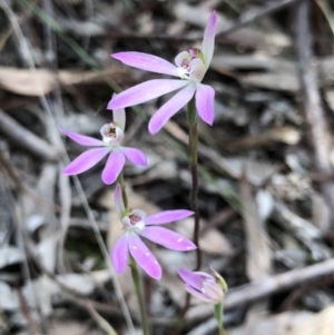 Caladenia carnea at Crace, ACT - 20 Oct 2018