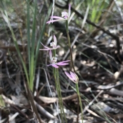 Caladenia carnea at Crace, ACT - 20 Oct 2018