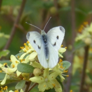 Pieris rapae at Hackett, ACT - 18 Oct 2018