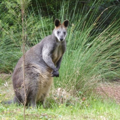 Wallabia bicolor (Swamp Wallaby) at Acton, ACT - 18 Oct 2018 by Christine