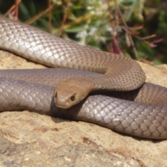 Pseudonaja textilis (Eastern Brown Snake) at Acton, ACT - 18 Oct 2018 by Christine