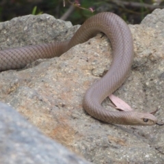 Pseudonaja textilis at Acton, ACT - 18 Oct 2018