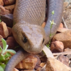 Pseudonaja textilis at Acton, ACT - 18 Oct 2018 01:52 PM