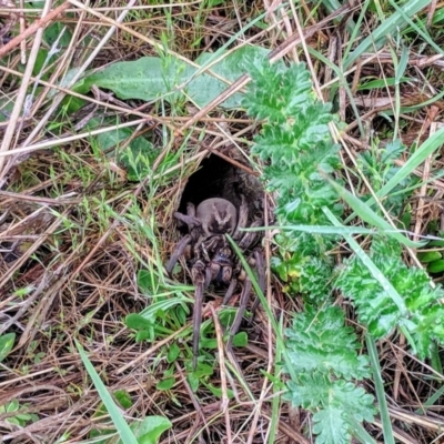 Tasmanicosa godeffroyi (Garden Wolf Spider) at McQuoids Hill - 19 Oct 2018 by HelenCross