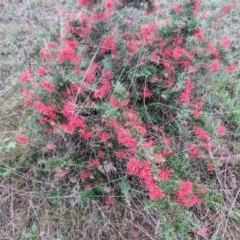Grevillea (genus) (Grevillea) at Kambah, ACT - 17 Oct 2018 by HelenCross