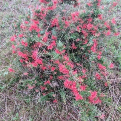 Grevillea sp. (Grevillea) at Kambah, ACT - 17 Oct 2018 by HelenCross