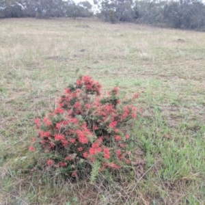 Grevillea sp. at Kambah, ACT - 17 Oct 2018