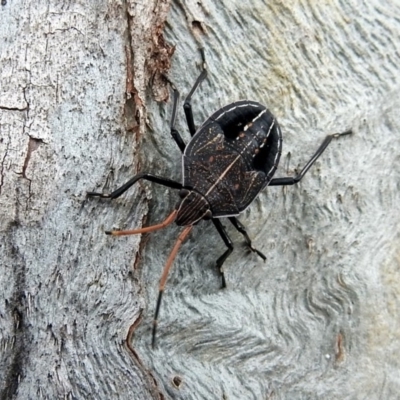 Theseus modestus (Gum tree shield bug) at Namadgi National Park - 18 Oct 2018 by RodDeb