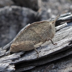 Goniaea australasiae (Gumleaf grasshopper) at Paddys River, ACT - 18 Oct 2018 by RodDeb