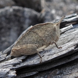 Goniaea australasiae at Paddys River, ACT - 18 Oct 2018 01:06 PM