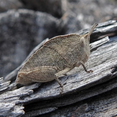 Goniaea australasiae (Gumleaf grasshopper) at Paddys River, ACT - 18 Oct 2018 by RodDeb