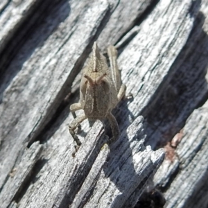 Goniaea australasiae at Paddys River, ACT - 18 Oct 2018 01:06 PM