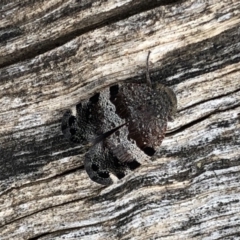 Platybrachys sp. (genus) (A gum hopper) at Crace, ACT - 20 Oct 2018 by AaronClausen