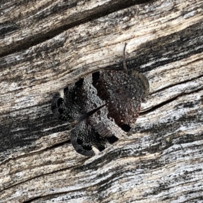 Platybrachys sp. (genus) (A gum hopper) at Gungaderra Grasslands - 20 Oct 2018 by AaronClausen