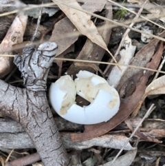 Unidentified at Gungaderra Grasslands - 20 Oct 2018 by AaronClausen