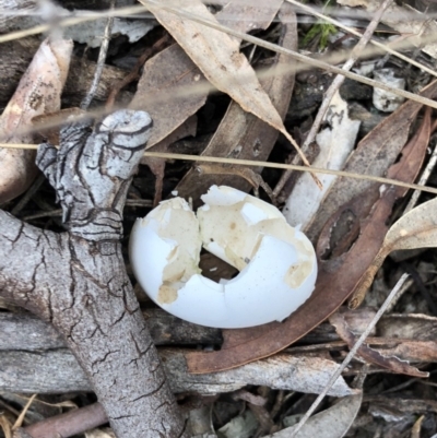 Unidentified at Gungaderra Grasslands - 20 Oct 2018 by AaronClausen