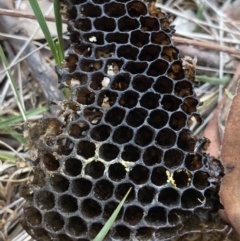 Apis mellifera (European honey bee) at Kaleen, ACT - 20 Oct 2018 by AaronClausen