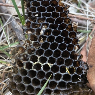 Apis mellifera (European honey bee) at Gungaderra Grasslands - 20 Oct 2018 by AaronClausen