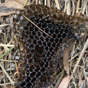 Apis mellifera at Kaleen, ACT - 20 Oct 2018