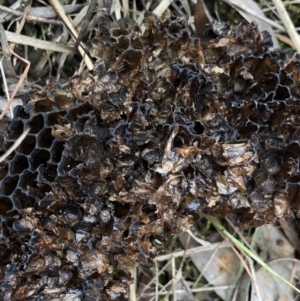 Apis mellifera at Kaleen, ACT - 20 Oct 2018