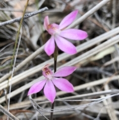 Caladenia carnea (Pink Fingers) at Kaleen, ACT - 20 Oct 2018 by AaronClausen